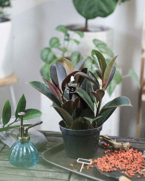 Cây cảnh để bàn trồng không đất | 9X GARDEN