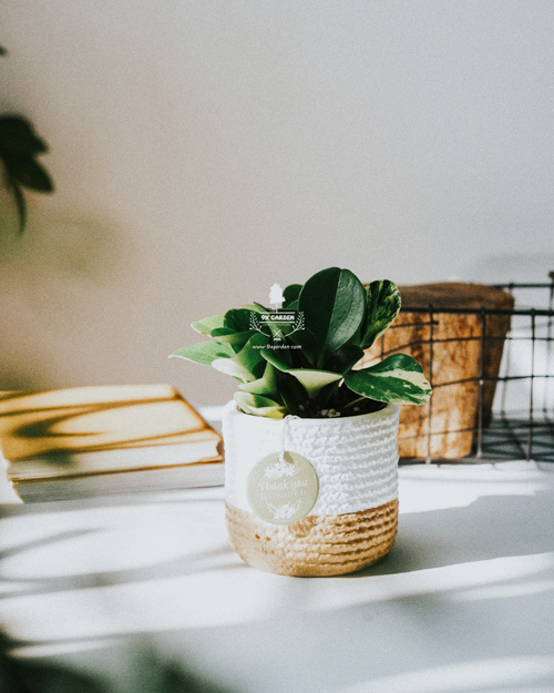 Mua cây trồng không đất ở đâu?