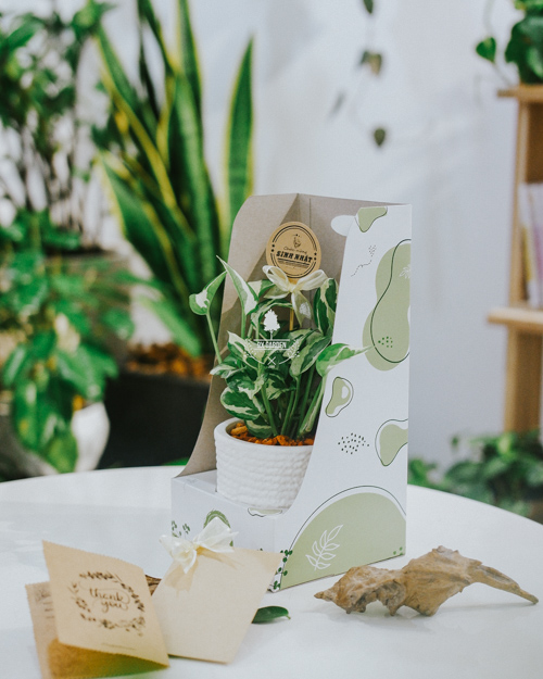 Mua cây trồng không đất ở đâu?