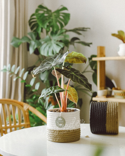 Cây cảnh để bàn trồng không đất | 9X GARDEN