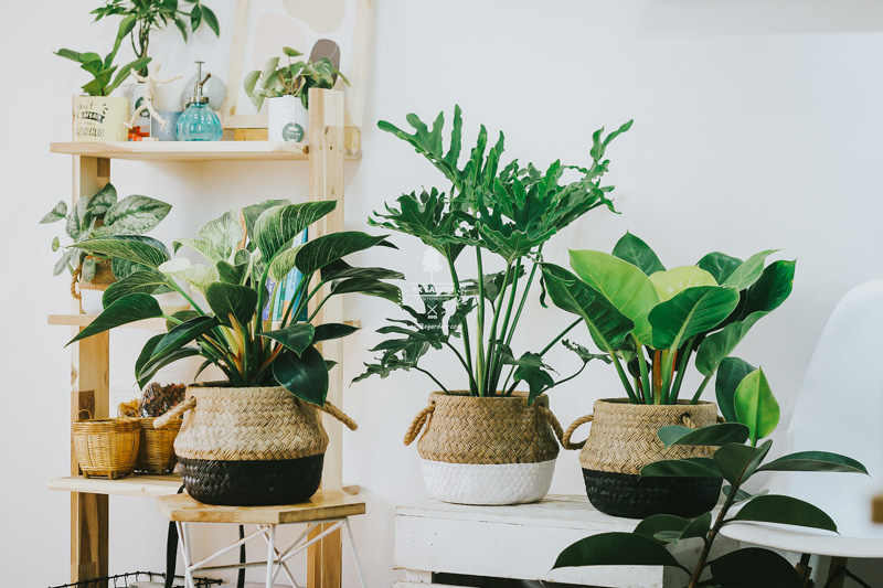 Cây cảnh để bàn trồng không đất | 9X GARDEN