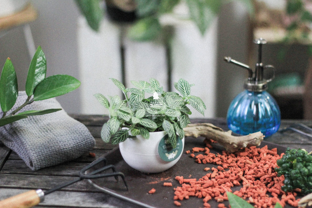 Cây cảnh để bàn trồng không đất | 9X GARDEN