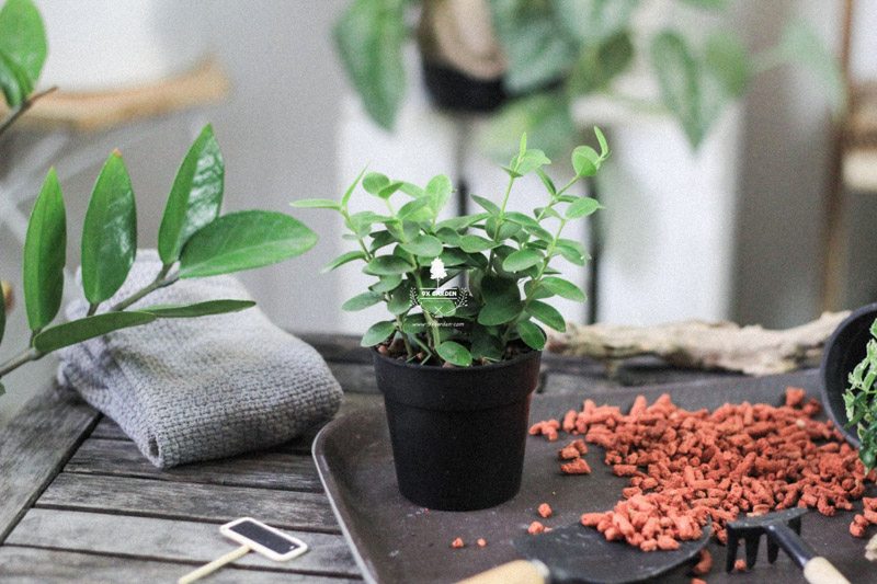 Cây cảnh để bàn trồng không đất | 9X GARDEN