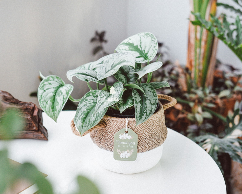 Cây cảnh để bàn trồng không đất | 9X GARDEN