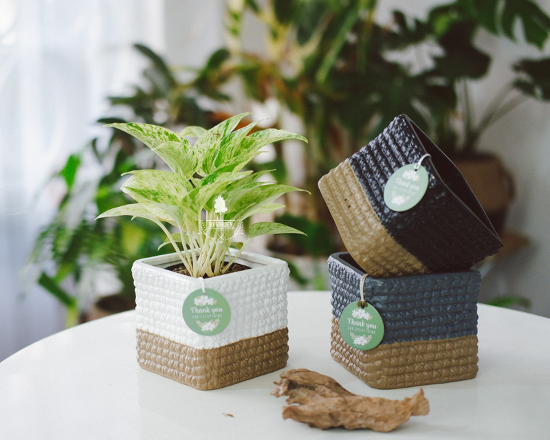 Cây cảnh để bàn trồng không đất | 9X GARDEN