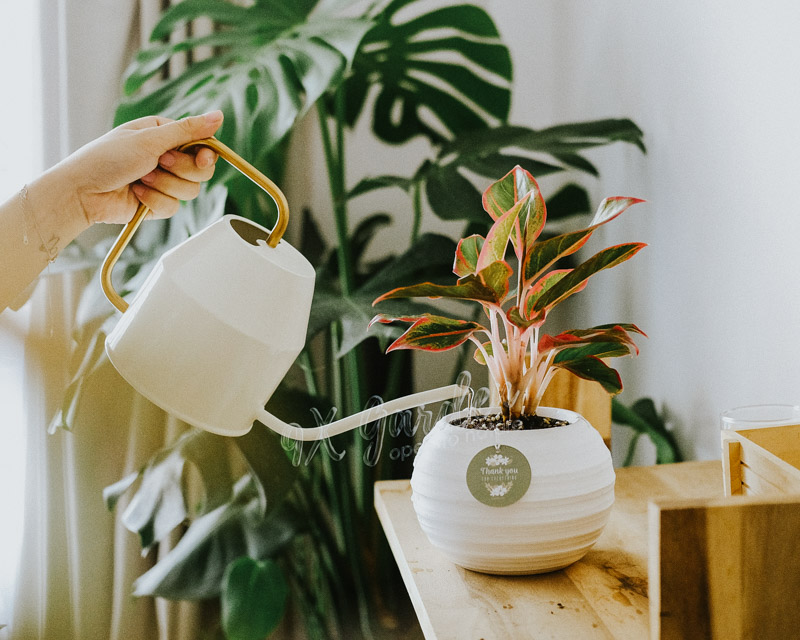 Cây cảnh để bàn trồng không đất | 9X GARDEN