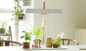 Dùng đèn nhân tạo cho cây trồng trong nhà - 9X Garden