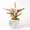 Ami x Cây Vạn Lộc - Cây Trồng Không Cần Đất 9X Garden