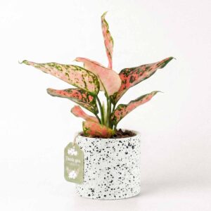 Ami x Cây Vạn Lộc - Cây Trồng Không Cần Đất 9X Garden