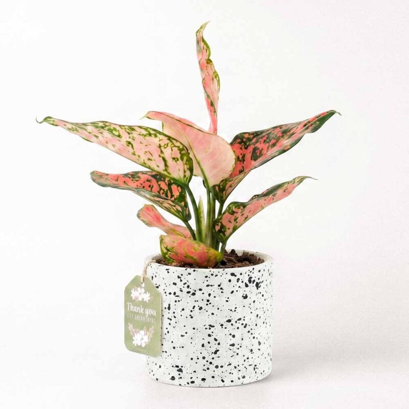 Ami x Cây Vạn Lộc - Cây Trồng Không Cần Đất 9X Garden