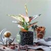 Ami x Cây Vạn Lộc - Cây Trồng Không Cần Đất 9X Garden