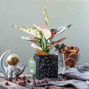 Home Ami x Cây Vạn Lộc - Cây Trồng Không Cần Đất 9X Garden