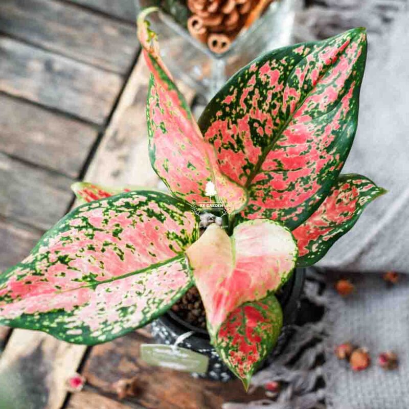 Ami x Cây Vạn Lộc - Cây Trồng Không Cần Đất 9X Garden