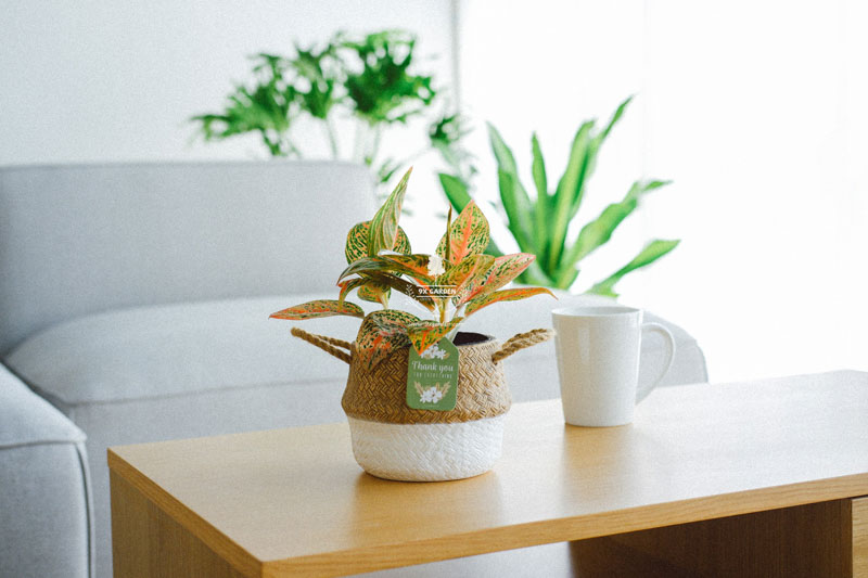 Biến phòng khách thành không gian xanh - 9X GARDEN