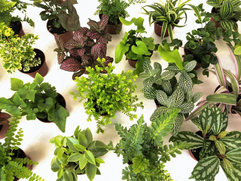 Terrarium by 9X GARDEN