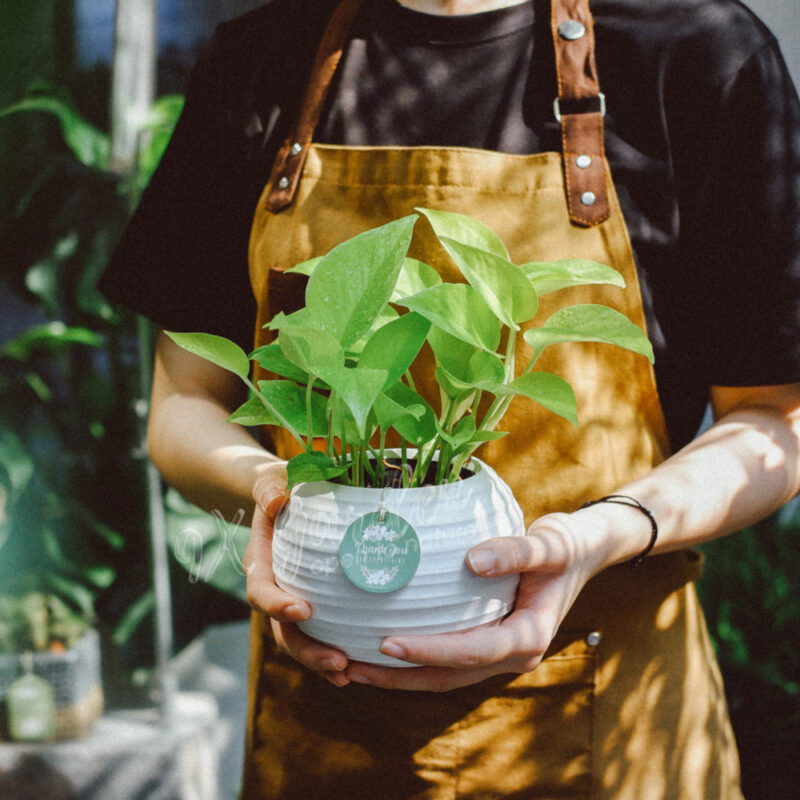 Aki x Trầu Bà Neon