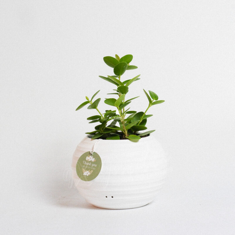 Aki x Hoya Tròn Nhật Bản
