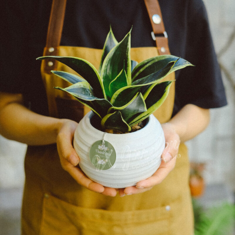 Aki x Lưỡi Hổ