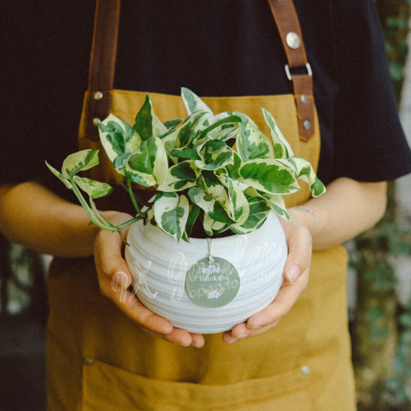 Aki x Trầu Bà Cẩm Thạch