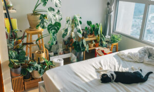 Cây trong nhà (Indoor plant) và thực trạng người chơi