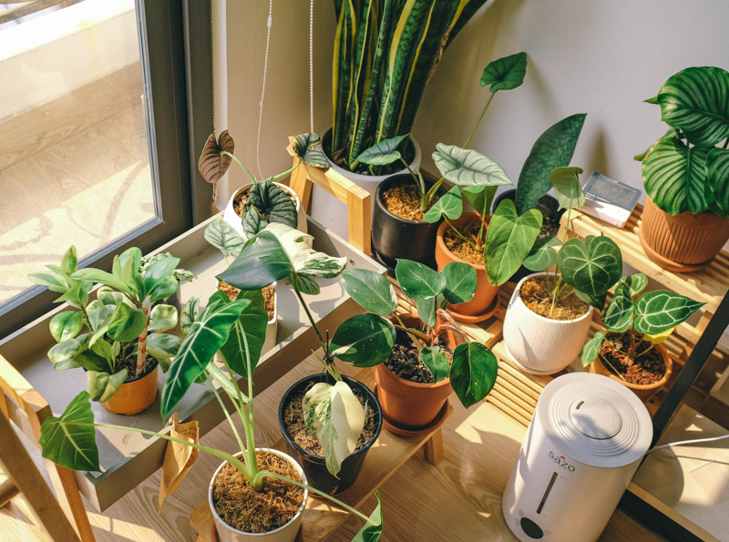 Cây trong nhà (Indoor plant) và thực trạng người chơi