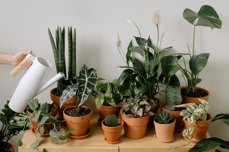 Cây trong nhà (Indoor plant) và thực trạng người chơi