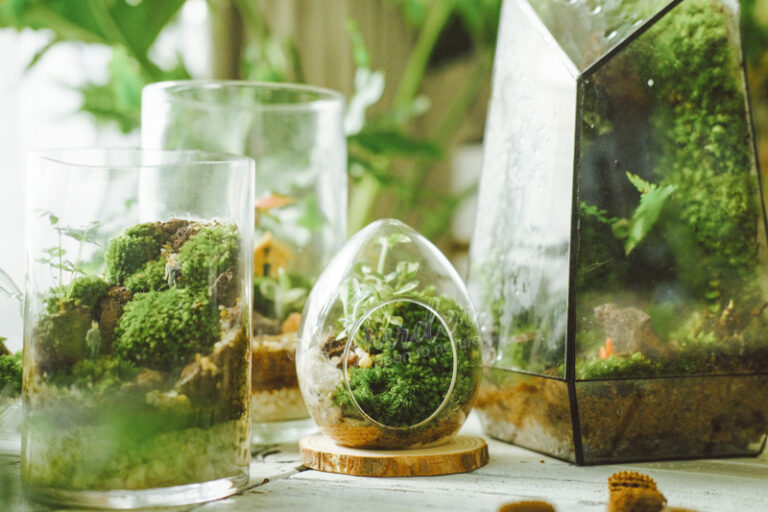 Chăm sóc Terrarium by 9X GARDEN