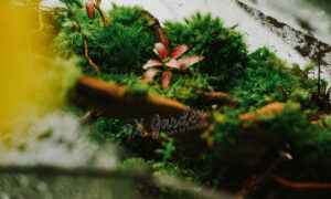 Terrarium by 9X GARDEN