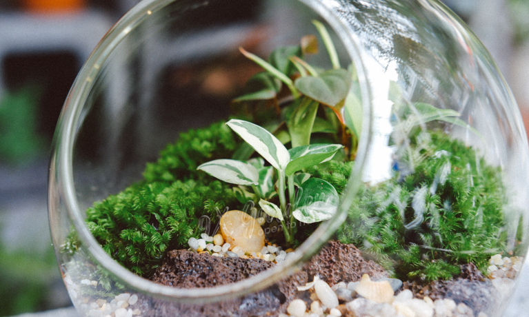 Chọn cây terrarium thế nào cho đúng