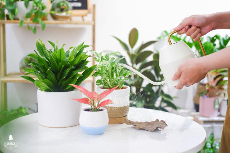 Chúng ta có đang nhìn nhận sai về cây cảnh - 9x Garde