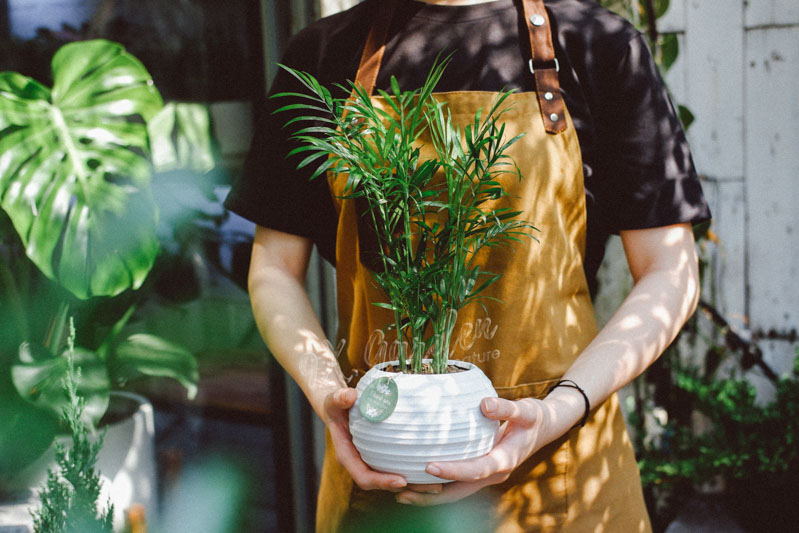 Đặc điểm và Ý nghĩa phong thủy của Caui Tiểu Trâ