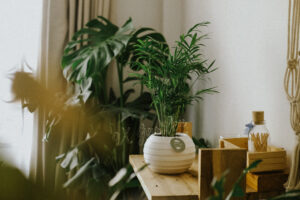 Đặc điểm và Ý nghĩa phong thủy của Cau Tiểu Trâm