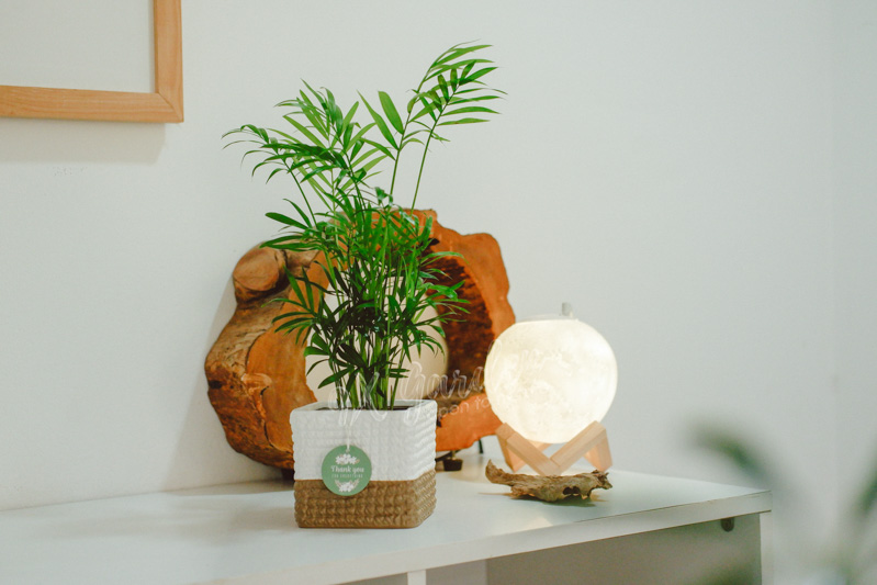 Đặc điểm và Ý nghĩa phong thủy của Cau Tiểu Trâm