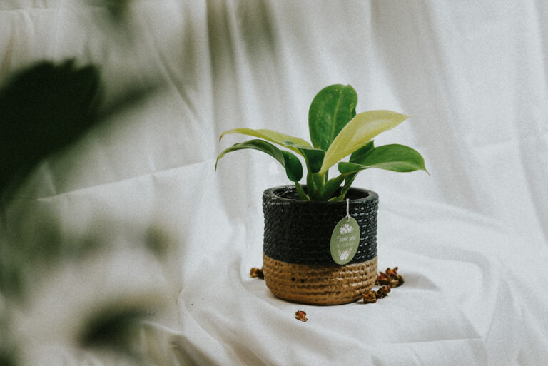 Đặc điểm và Ý nghĩa phong thủy của Đế Vương V