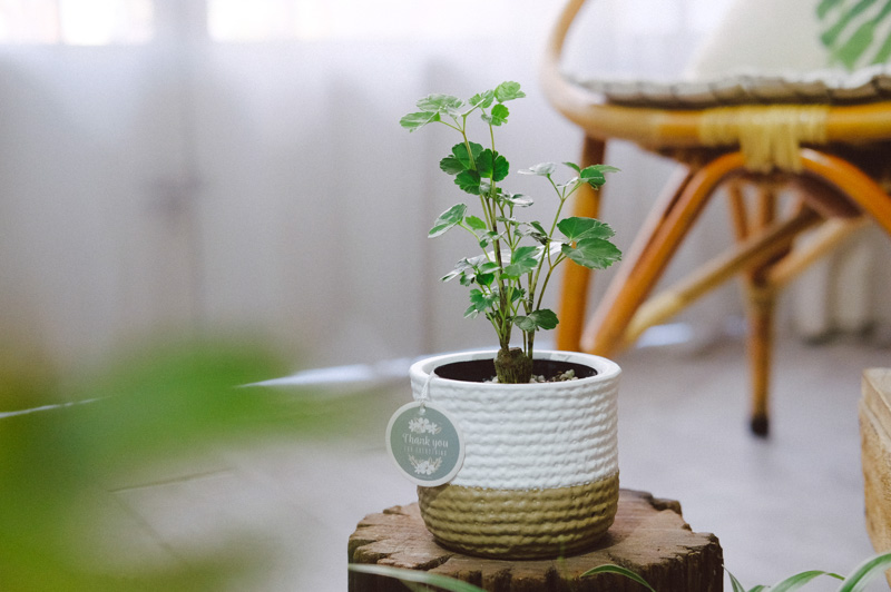 Đặc điểm và Ý nghĩa của cây Đinh Lăng Đồng Tiền Đặc điểm và Ý nghĩa phong thủy của Đinh Lăng Đ