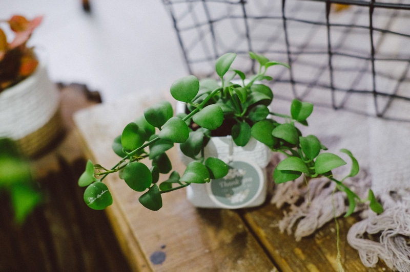 Đặc điểm và Ý nghĩa phong thủy của Đô La | 9X GAR