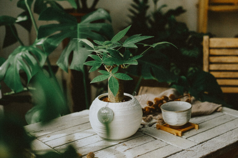 Đặc điểm và Ý nghĩa phong thủy của Kim Ngân | 9X G