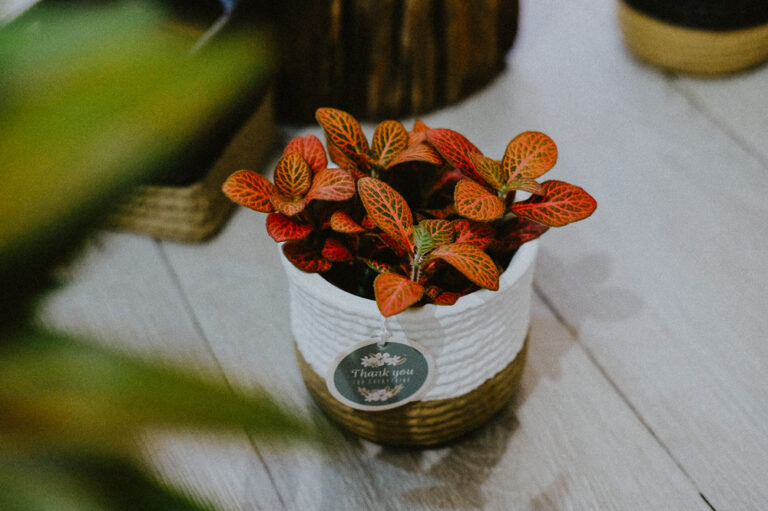 Đặc điểm và Ý nghĩa phong thủy của May Mắn Đỏ