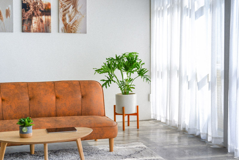 Đặc điểm và Ý nghĩa của cây Thanh Xuân Đặc điểm và Ý nghĩa phong thủy của Thanh Xuân | 9X