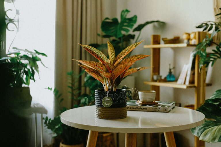 Đặc điểm và Ý nghĩa phong thủy của Thịnh Vượng