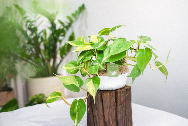 Đặc điểm và Ý nghĩa của cây Trầu Bà Brasil Đặc điểm và Ý nghĩa phong thủy của Trầu Bà Brasi