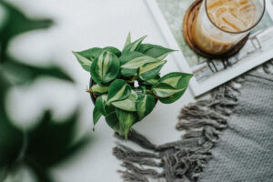 Đặc điểm và Ý nghĩa phong thủy của Trầu Bà Brasi