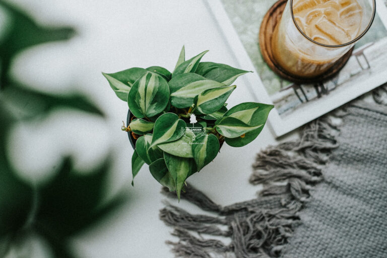 Đặc điểm và Ý nghĩa phong thủy của Trầu Bà Brasi