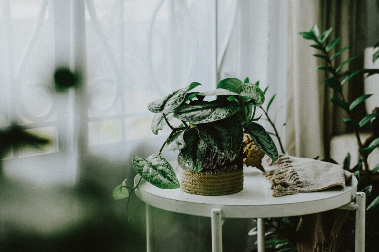 Đặc điểm và Ý nghĩa phong thủy của Trầu Bà Lụa