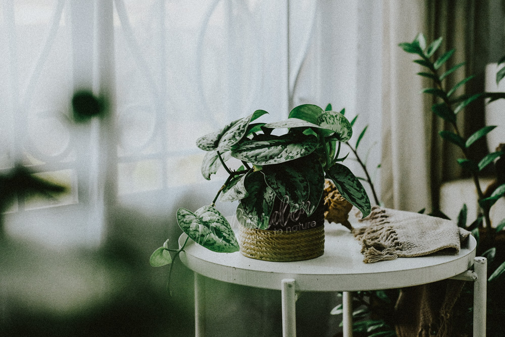 Đặc điểm và Ý nghĩa phong thủy của Trầu Bà Lụa