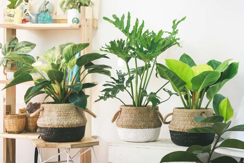 “Điểm mặt” 5 lợi ích nổi bật đến từ cây xanh “Điểm mặt” 5 lợi ích nổi bật đến từ cây xanh