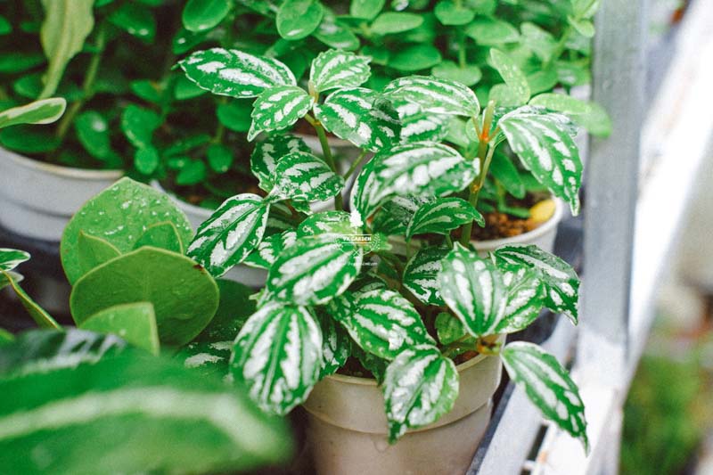 “Điểm mặt” 5 lợi ích nổi bật đến từ cây xanh “Điểm mặt” 5 lợi ích nổi bật đến từ cây xanh