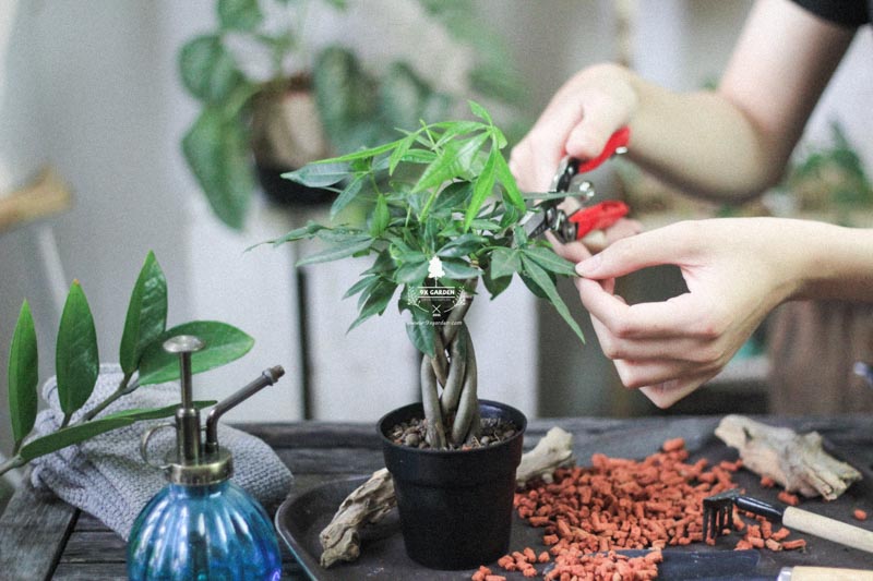 “Điểm mặt” 5 lợi ích nổi bật đến từ cây xanh “Điểm mặt” 5 lợi ích nổi bật đến từ cây xanh