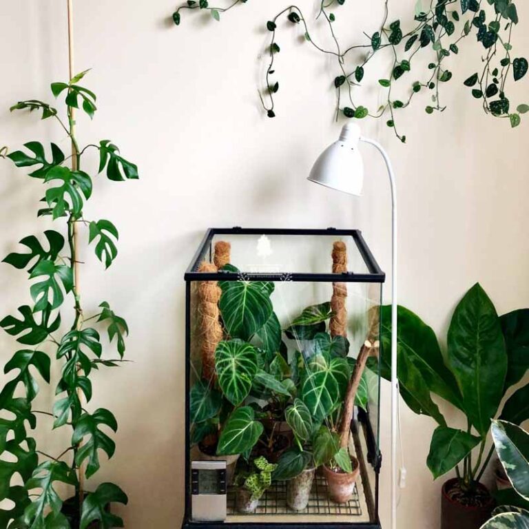 Dùng đèn nhân tạo cho cây trồng trong nhà - 9X Garden