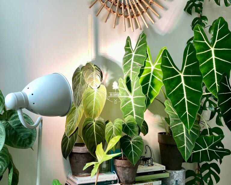 Dùng đèn nhân tạo cho cây trồng trong nhà - 9X Garden